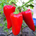 Подарунок Молдови