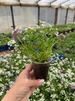 Алісум кущовий - Зображення 2