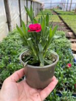 Гвоздика Oscar - Зображення 2
