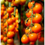 Томат KS 97 F1