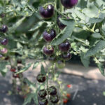 Томат Літл Рок F1