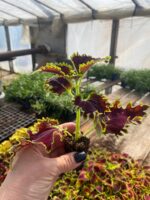 3Колеус Wicked Witch - Зображення 2