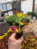 2Колеус Dipt in Wine - Зображення 2