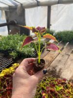 1колеус Sky Fire - Зображення 2