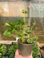 2пеларгония zon. Dolomites Salmon - Зображення 2