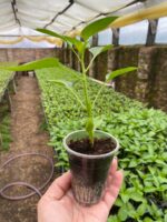 Перець Магно F1 - Зображення 2