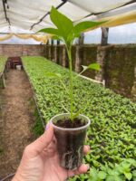 Портека F1 - Зображення 2