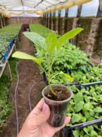 Баклажан Антрацит F1 - Зображення 2