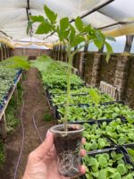 Браун Кой F1 (Brown Coy F1) - Зображення 2