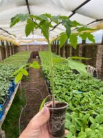 Пінк Кой F1 (Pink Coy F1) - Зображення 2