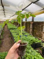 Солероссо F1 - Зображення 2