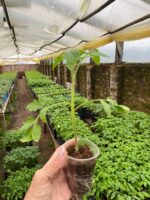 Томат Ямамото F1 - Зображення 2