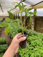 Томат Поззано F1 (Pozzano F1) - Зображення 2