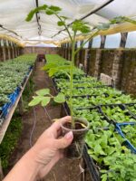 Томат Фантіно F1 - Зображення 2