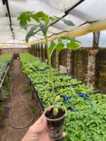 Томат KS 97 F1 - Зображення 2