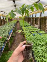 Томат Тайгер F1 - Зображення 2