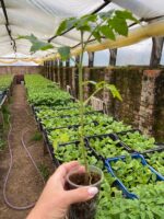 Томат Літл Рок F1 - Зображення 2