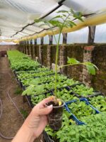 Томат Туті Фруті F1 - Зображення 3