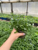 1Лобелія ампельна - Зображення 2