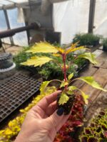 6Колеус Royale Pineapple Brandy - Зображення 2