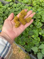 Осмокот у таблетках - Зображення 3