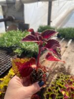 5Колеус Torchlight - Зображення 2