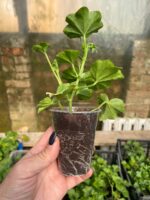 1пеларгонія pelt. Blanche Roche - Зображення 2