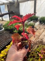 4Колеус Wicked Hot - Зображення 2