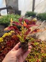 13Coleus Royale Apple Brandy - Зображення 2