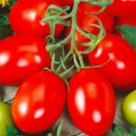 Томат «Лагідний»