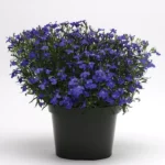 1Лобелія ампельна