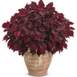 7Royale Cherry Brandy