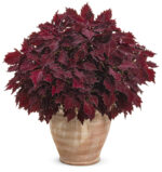 7Royale Cherry Brandy