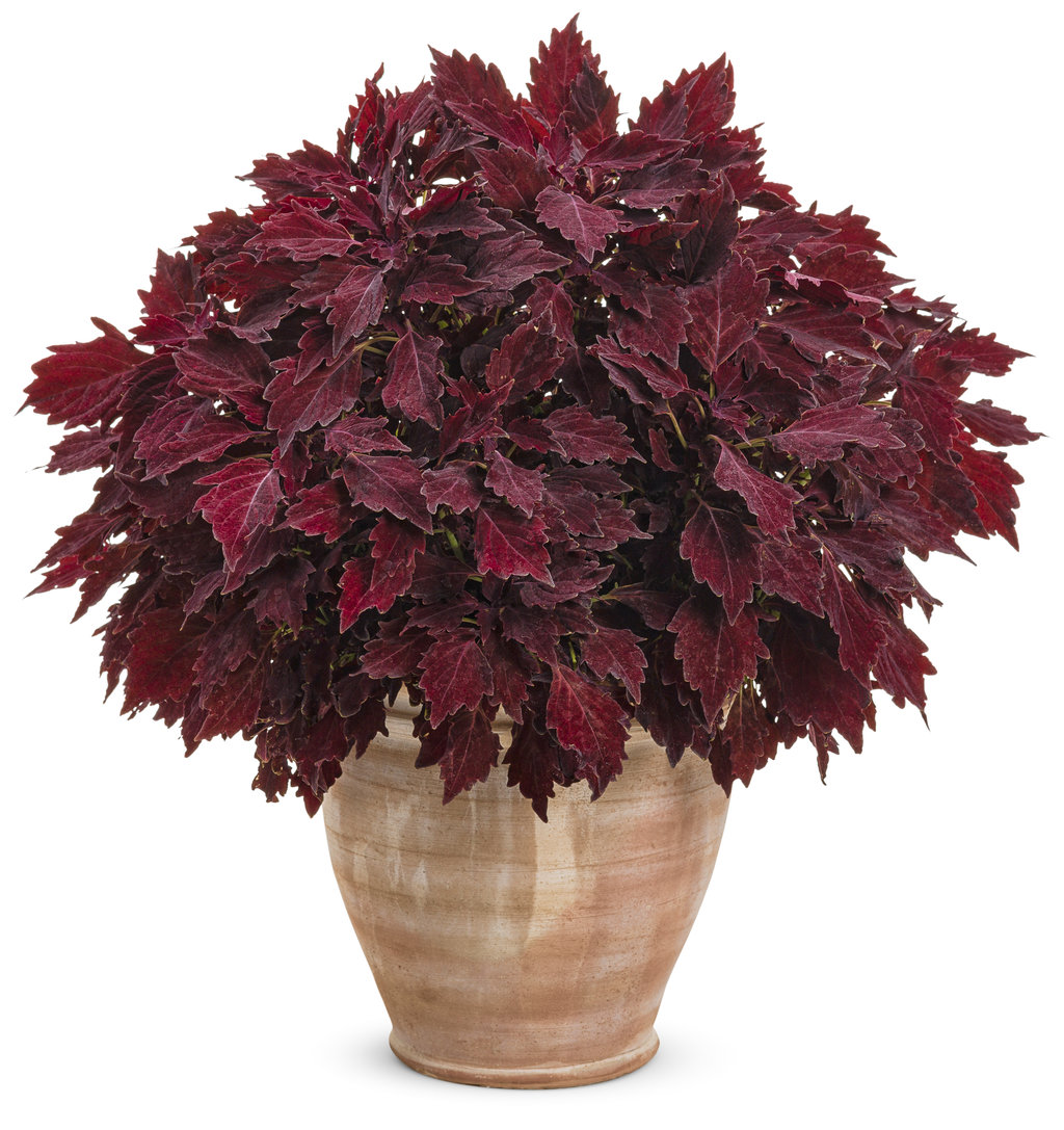 7Royale Cherry Brandy - Зображення 1