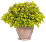 6Колеус Royale Pineapple Brandy