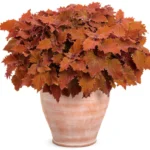 4Колеус Wicked Hot