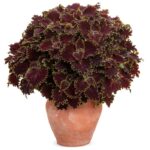 3Колеус Wicked Witch