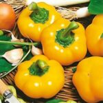 Топепо Єллоу (Topepo Ellou)