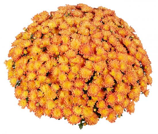 1060_1715241540 12Хризантема Ditto Dark Orange - Зображення 1
