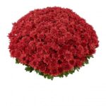 2Хризантема Нomerun Scarlet Impr