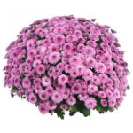 1Хризантема Homerun Pink