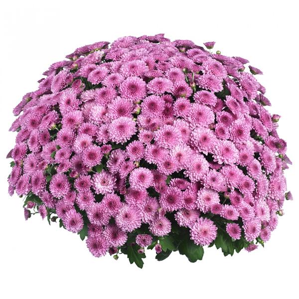 504_1611405049 1Хризантема Homerun Pink - Зображення 1