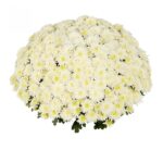 4Хризантема Homerun White