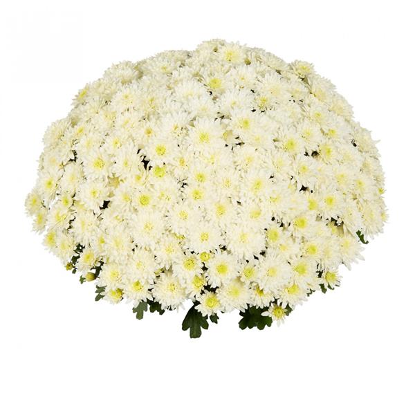 506_1611405409 4Хризантема Homerun White - Зображення 1