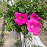 22Петунія ампельна Conchita Grande Pink (в підвісному кашпо)