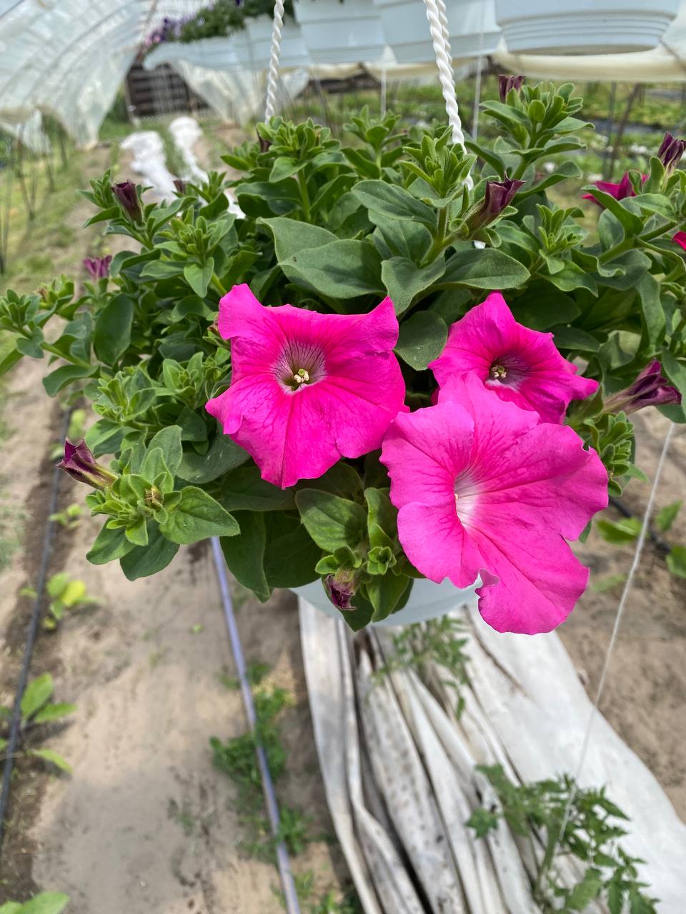 5238202982938123771 22Петунія ампельна Conchita Grande Pink (в підвісному кашпо) - Зображення 1