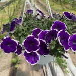 26Петунія Cascadias Rim Violet (в підвісному кашпо)