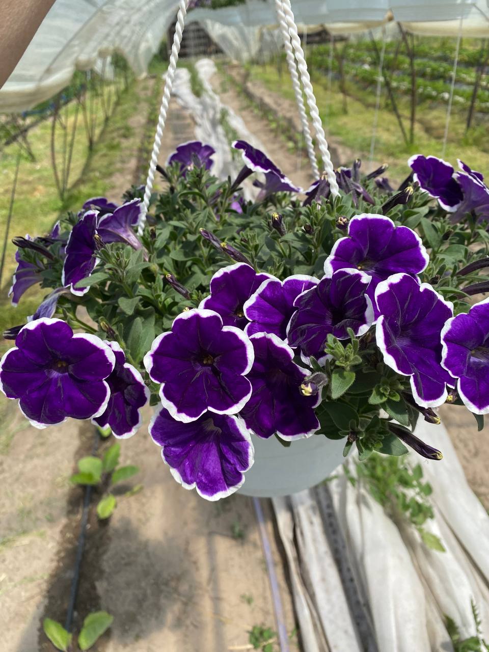 5238202982938123772 26Петунія Cascadias Rim Violet (в підвісному кашпо) - Зображення 1