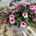 25Петунія Mini Vista Pink Star (в підвісному кашпо)