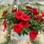 21Петунія ампельна Vista Strawberry (в підвісному кашпо)
